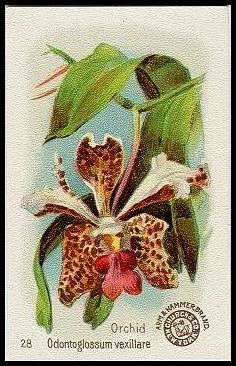 28 Orchid, Odontoglossum Vexilarre